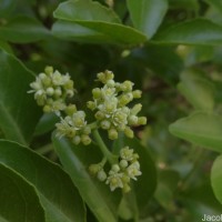Clausena indica (Dalzell) Oliv.